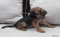 Border Terrier dogs for sale: Kc Border terrier pups.Slem clear ready now. - Image 5