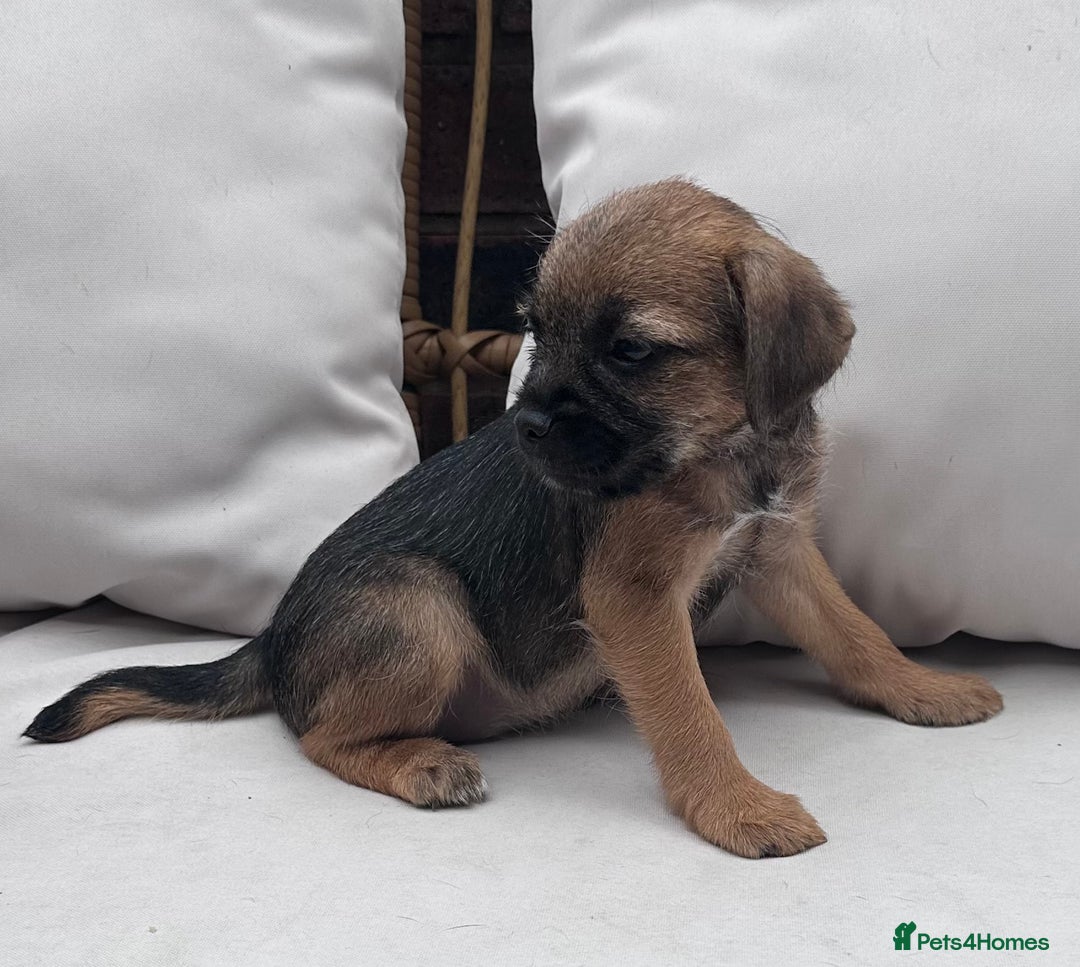 Border Terrier dogs for sale: Kc Border terrier pups.Slem clear ready now. - Image 5