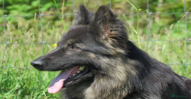 German Shepherd dogs German Shepher Puppies For Sale - Advert 4