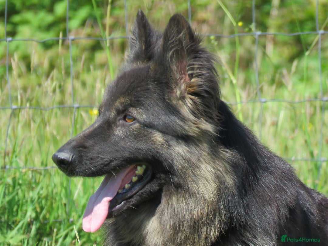 German Shepherd dogs for sale: German Shepher Puppies For Sale - Advert 2