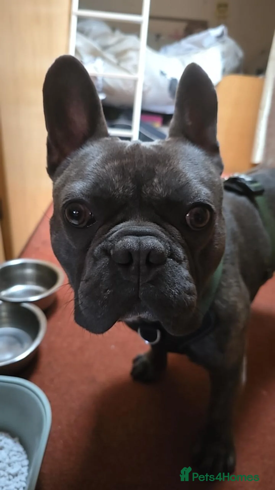French Bulldog dogs for sale: Nacho - Advert 2