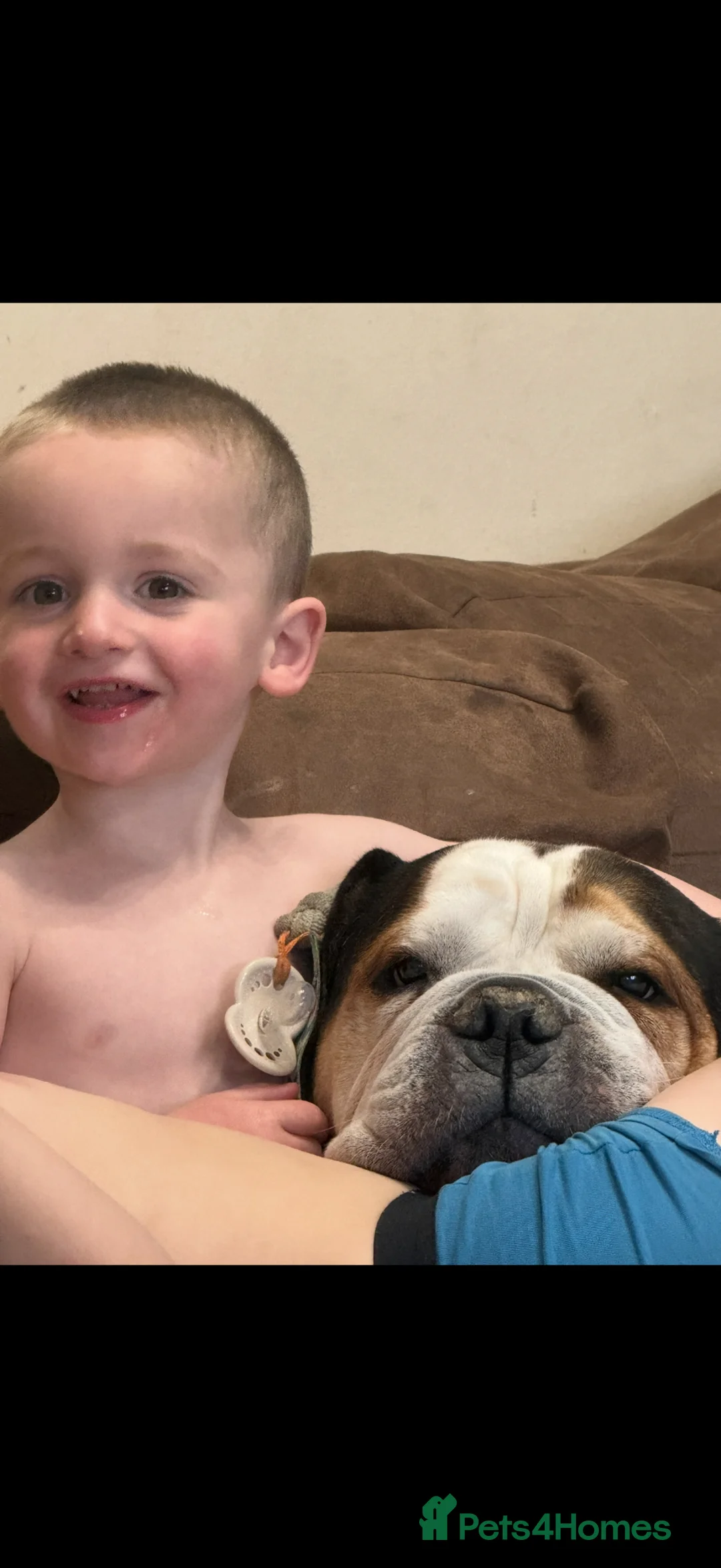 American Bulldog dogs for sale: big boy bruce  in Bilston - Advert 9