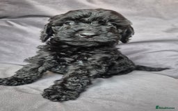 Cockapoo dogs for sale: F1b Cockapoo - ready this weekend - Image 11