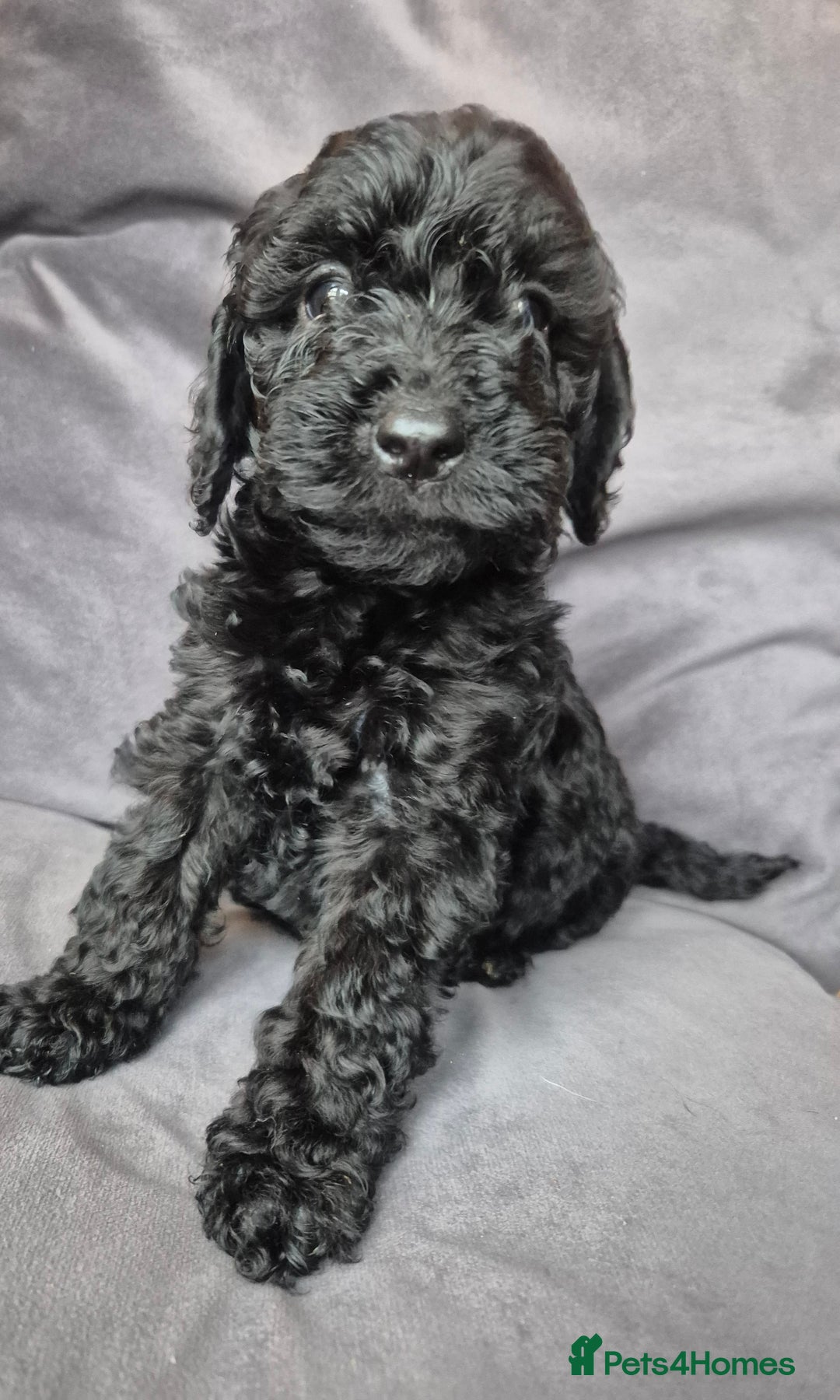 Cockapoo dogs for sale: F1b Cockapoo - ready this weekend - Image 11