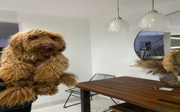 Goldendoodle dogs for sale: Australian Goldendoodel puppies  - Image 10