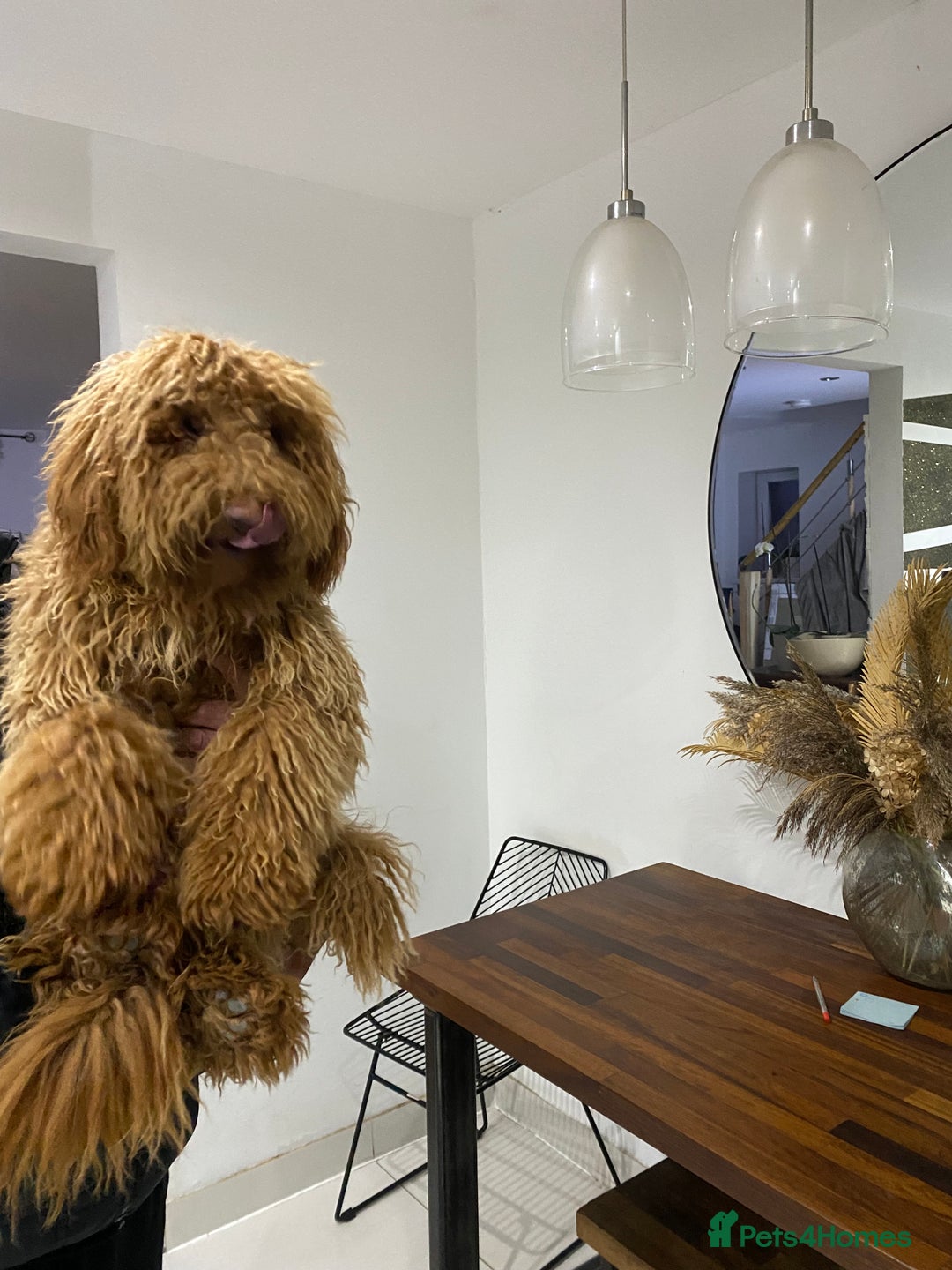 Goldendoodle dogs for sale: Australian Goldendoodel puppies  - Image 10