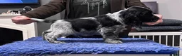 Cocker Spaniel dogs for sale: Show Cocker Show Quality DNA Tested Parents  - Advert 1