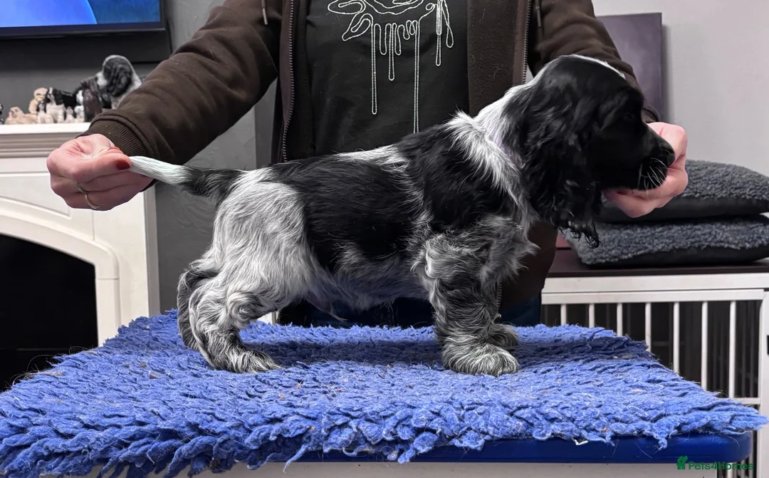 Cocker Spaniel dogs for sale: Show Cocker Show Quality DNA Tested Parents  - Advert 1