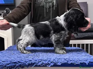 Cocker Spaniel dogs Show Cocker Show Quality DNA Tested Parents - Advert 3