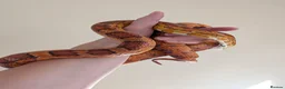 Corn Snake reptiles for sale: Corn Snake & Vivarium - 4 years old in Heanor - Advert 2