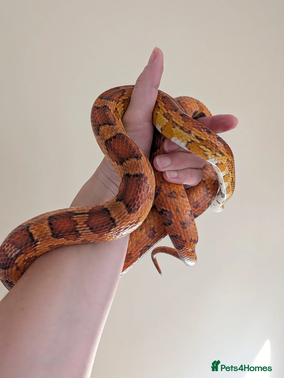 Corn Snake reptiles for sale: Corn Snake & Vivarium - 4 years old in Heanor - Advert 2