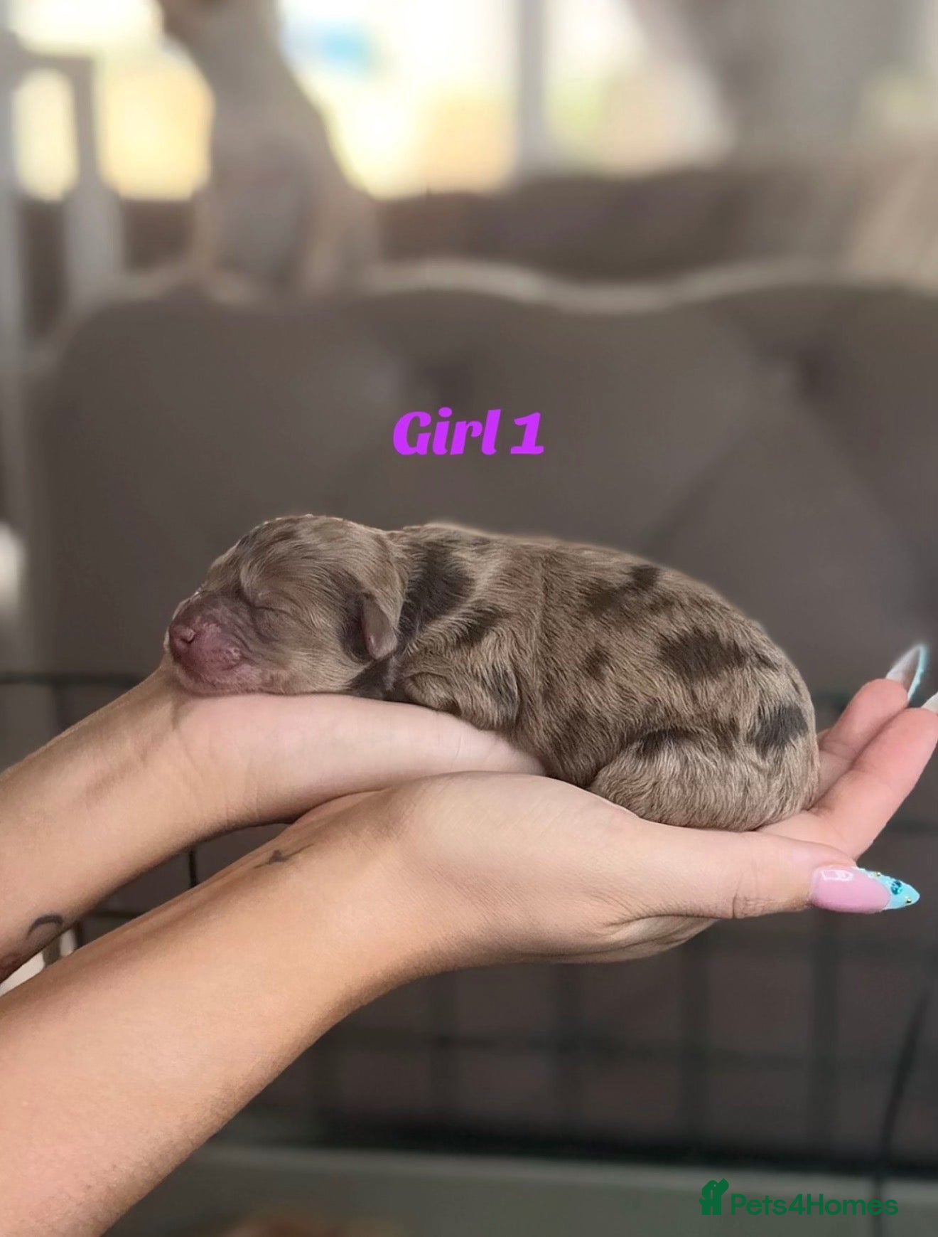 Cockapoo dogs Exceptional merle cockapoo puppies for sale - Advert 1
