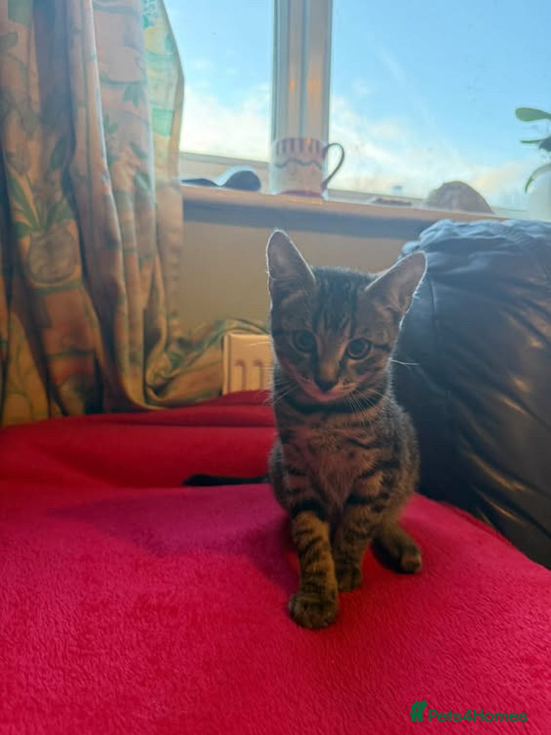 Mixed Breed cats for sale: Kittens for sale - Advert 2