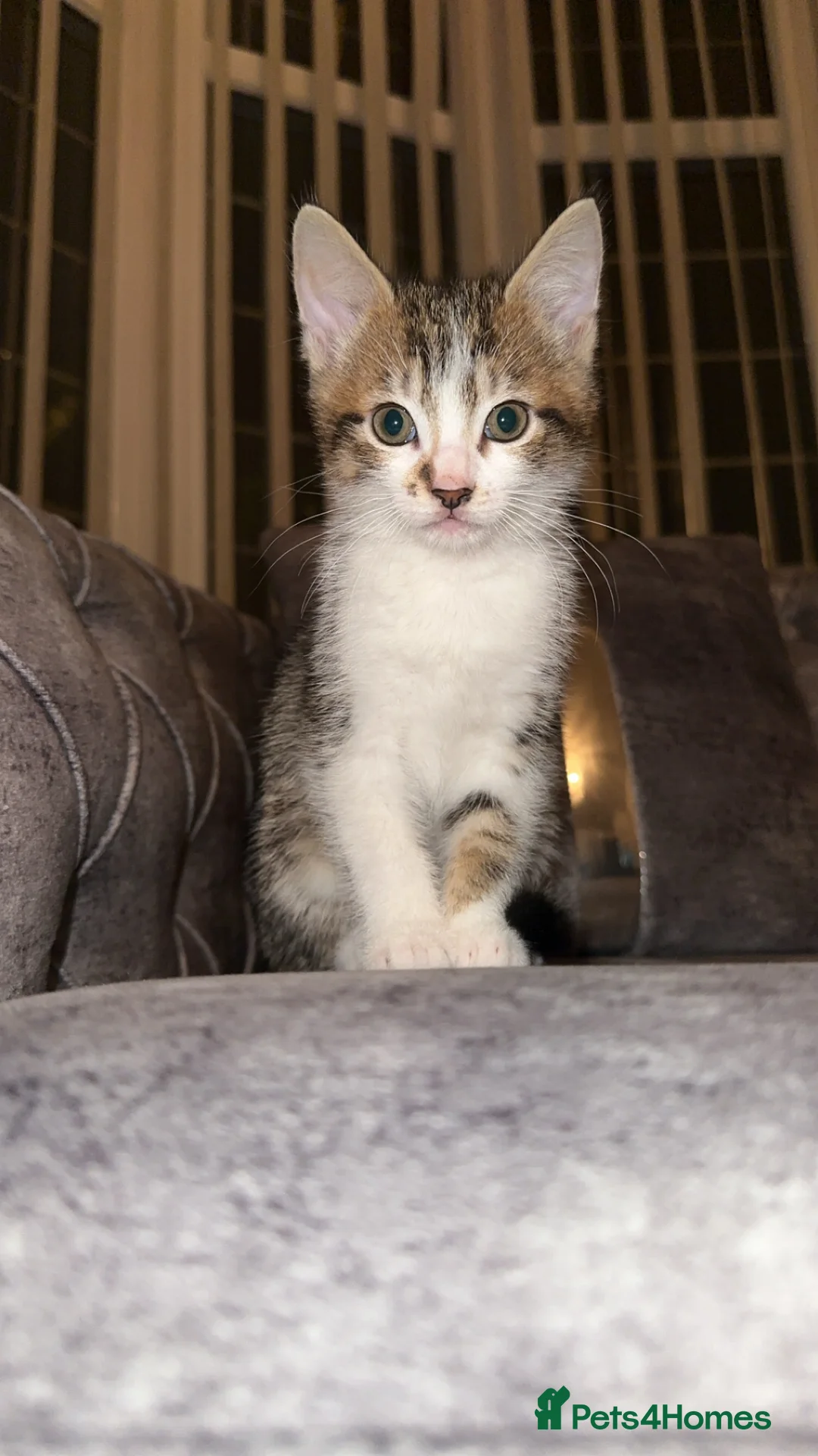 Domestic Shorthair cats for sale: Gorgeous tabby and British shorthair kitten - Advert 11