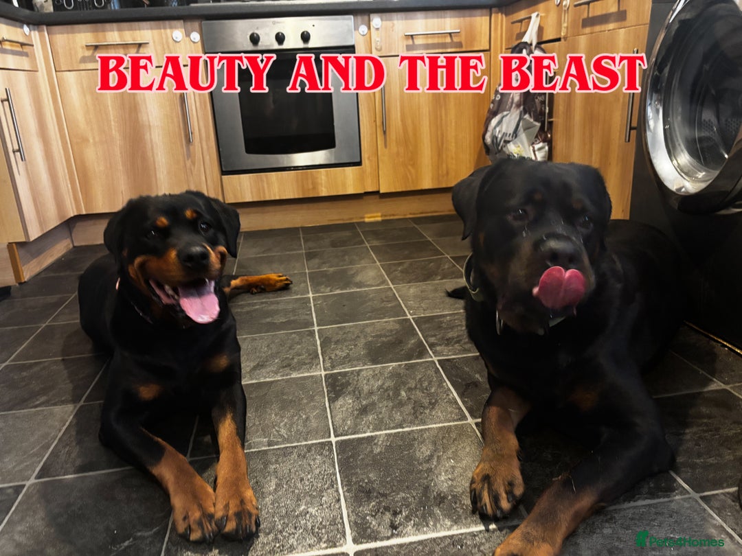 Rottweiler dogs for sale: Rottweiler  - Advert 11