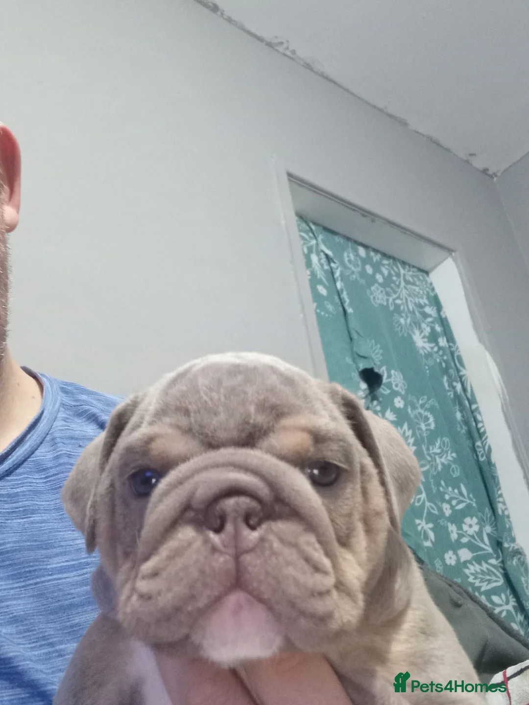 English Bulldog dogs for sale: Merle, tan, blue english bulldog litter - Advert 29