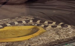 Snake reptiles for sale: King snake - Image 1