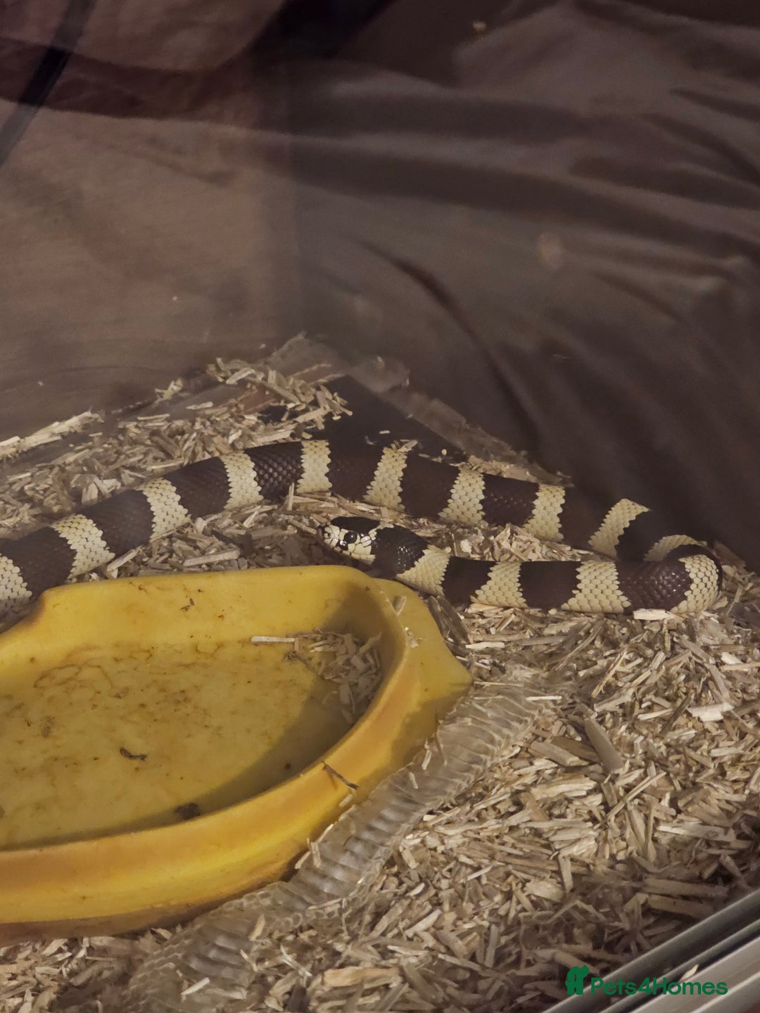 Snake reptiles for sale: King snake - Image 1