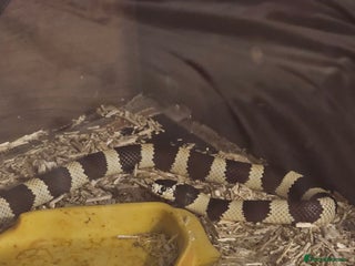 Snake reptiles - Advert 26