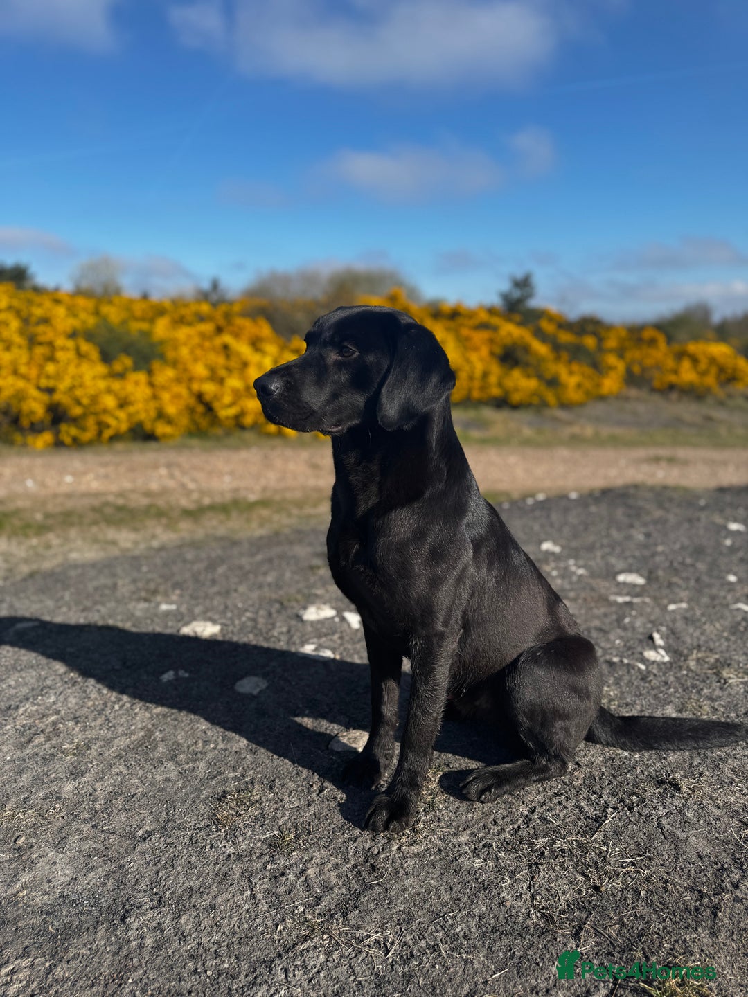Labrador Retriever dogs for sale: 5 Green Labradors Available - Advert 1