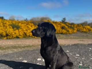Labrador Retriever dogs 5 Green Labradors Available - Advert 18