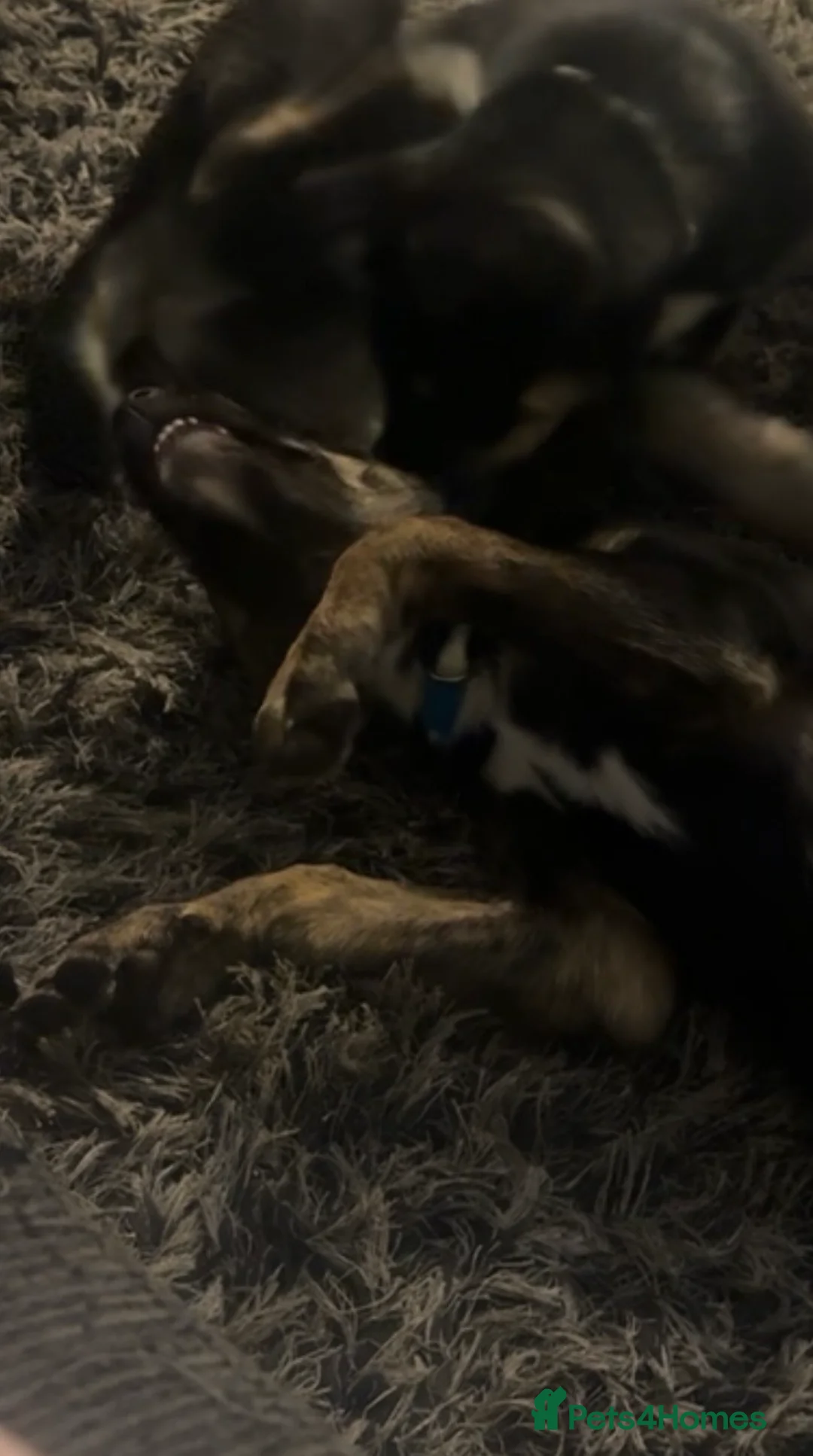 Mixed Breed dogs for sale: Luna  - Advert 3