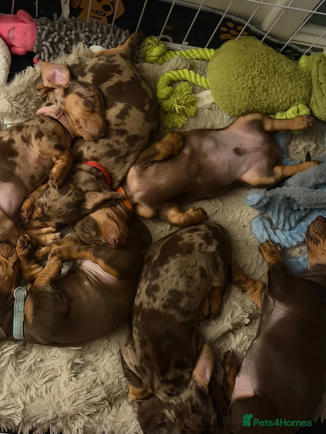 Miniature Dachshund dogs for sale: Last 2 gorgeous boys  - Advert 2