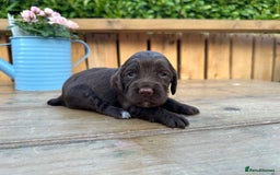 Mixed Breed dogs for sale: Gorgeous litter of 8 x F1 Sprocker Spaniels - Image 30