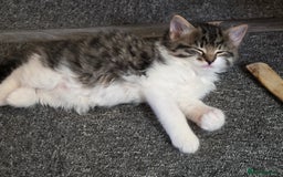 Mixed Breed cats for sale: Kittens  - Image 4