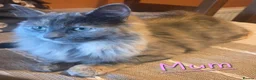 Mixed Breed cats for sale: 4 Beautiful Kittens  - Advert 7