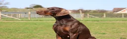 Dobermann dogs for sale: WAITLIST 2026 CEZARBLUE KC LICENSED BREEDER ⭐️ - Advert 7