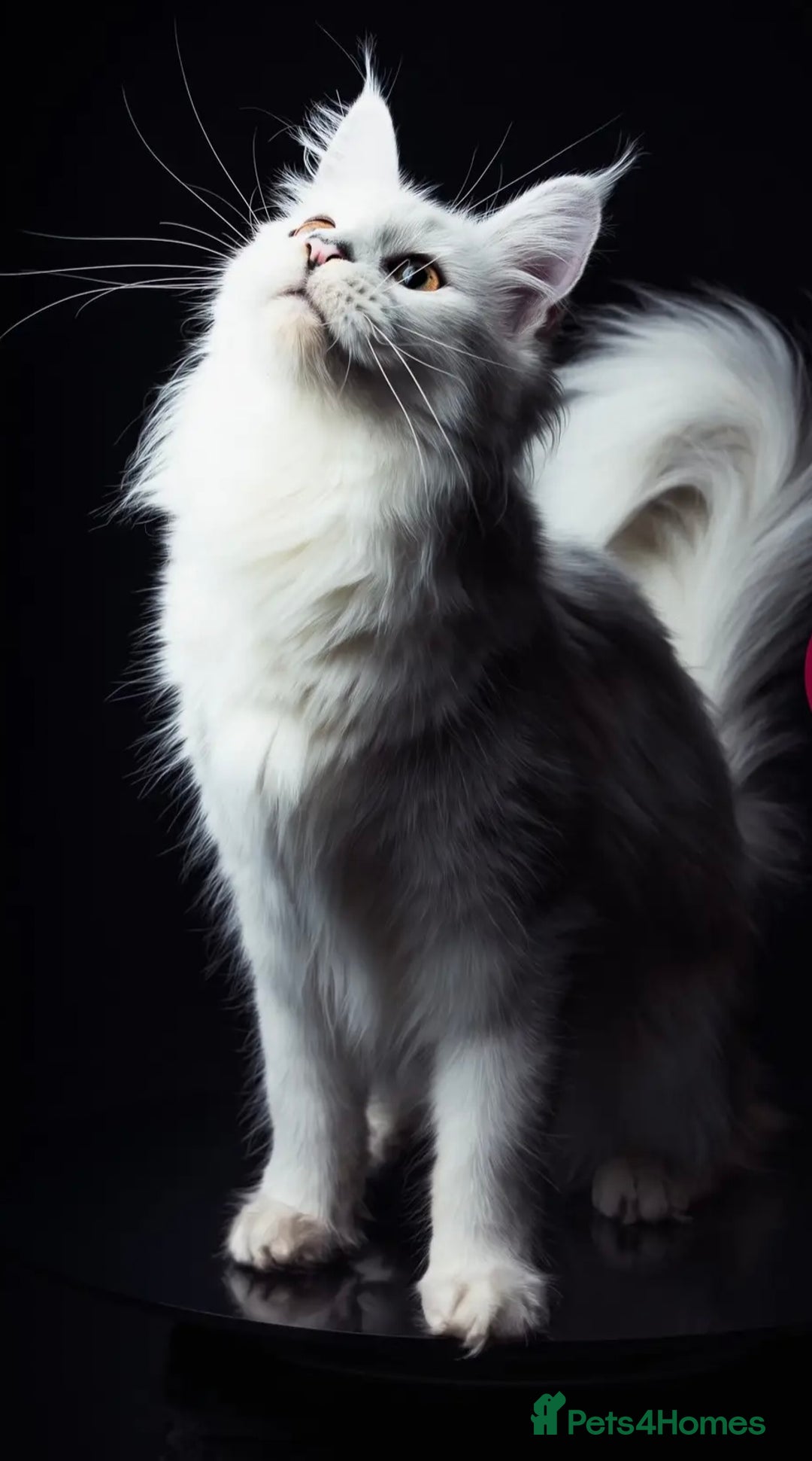 Maine Coon cats for sale: TICA Reg Blue Silver Shaded MaineCoon Kittens  - Advert 18