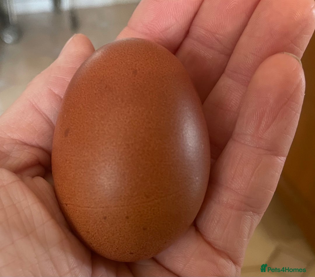 Chickens poultry for sale: Chickens Point of lay hens - Image 4