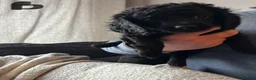 Cavapoo dogs for sale: Beautiful Cavapoo Boys – Mum & Dad Family Pets 🐾 - Advert 6