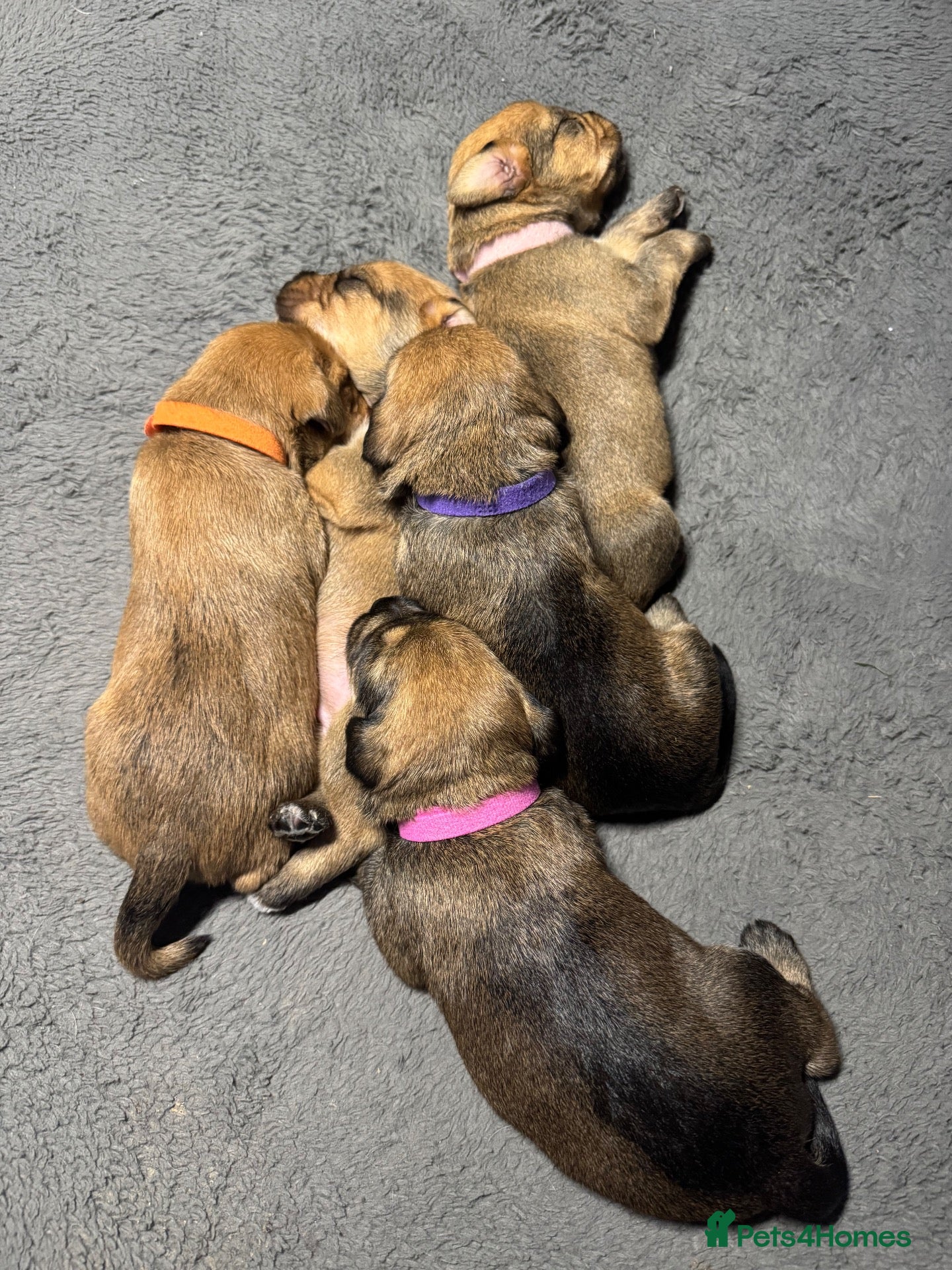 Mixed Breed dogs for sale: Gorgeous female puppies - Advert 1