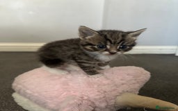 Mixed Breed cats for sale: 4 kittens looking for their forever homes - Image 4