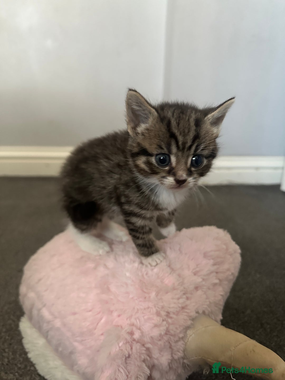Mixed Breed cats for sale: 4 kittens looking for their forever homes - Image 4