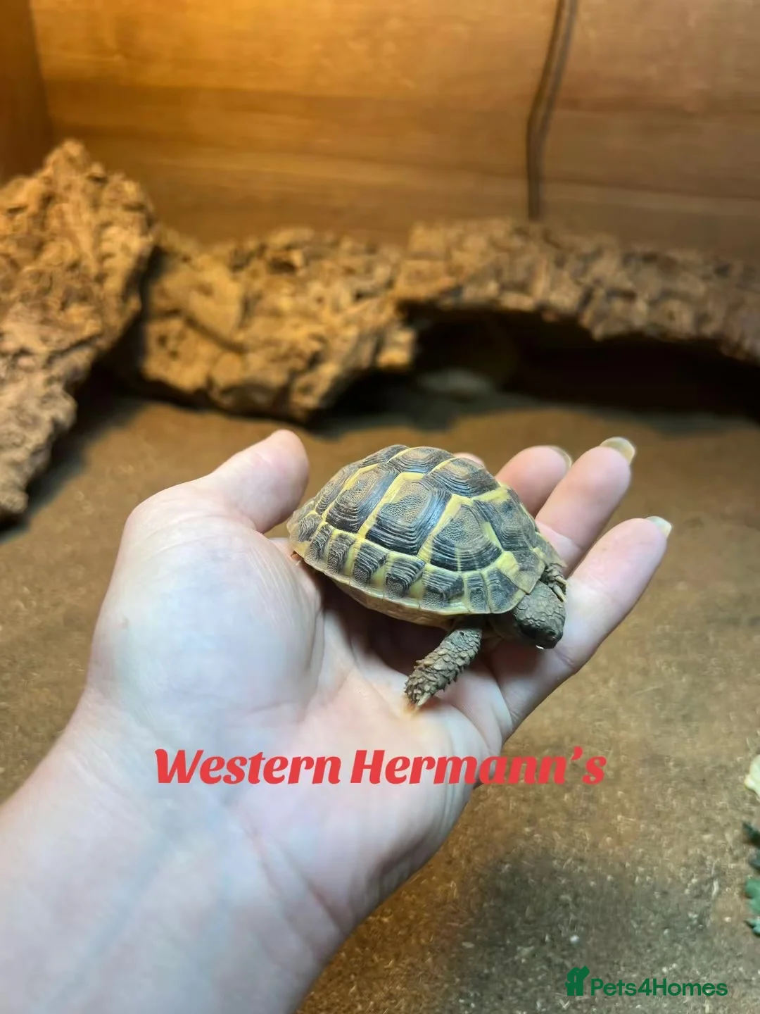 Hermann Tortoise reptiles for sale: Herman’s tortoise  in Nottingham - Advert 2