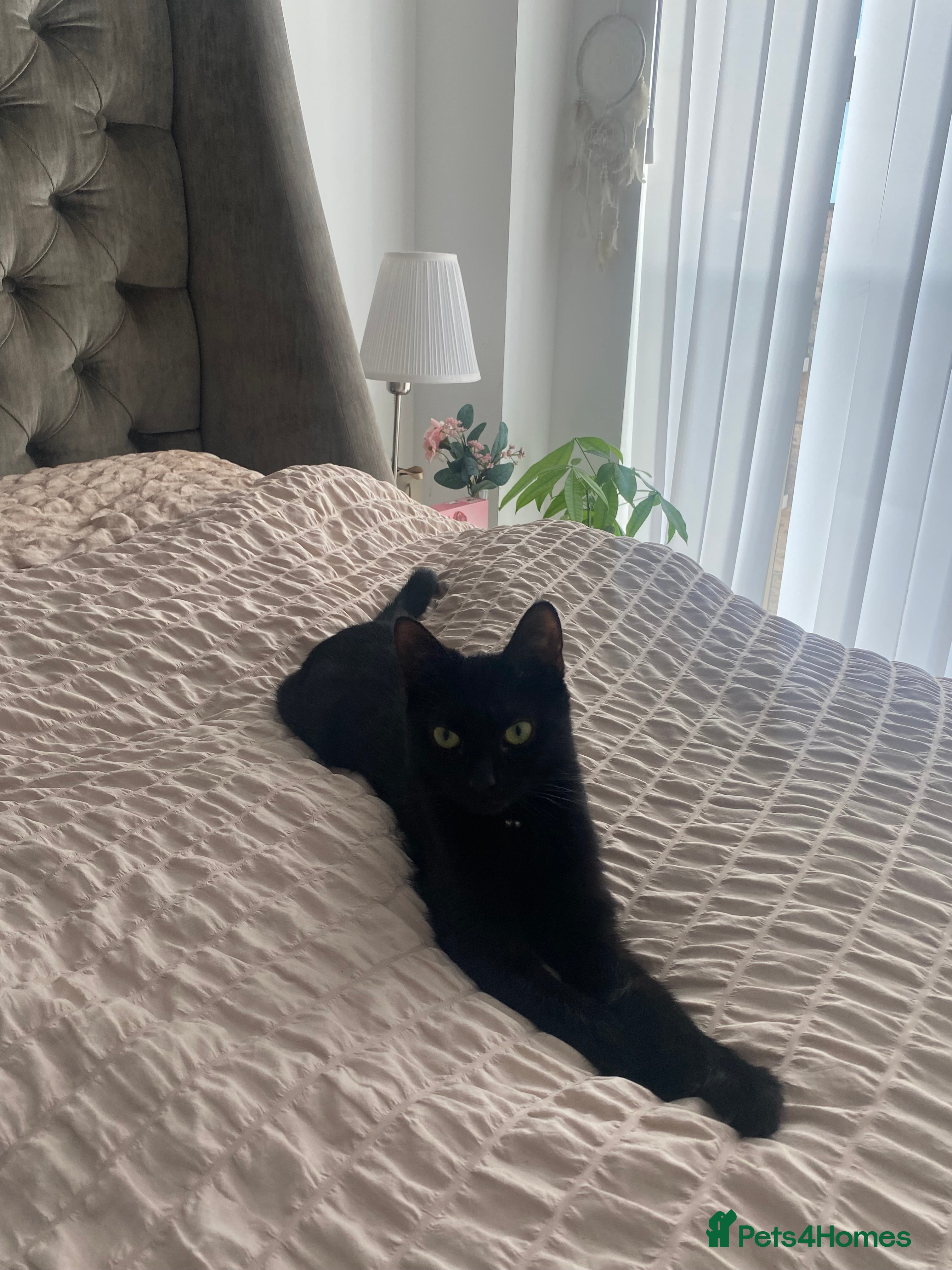 Bengal cats Black bengal kitten ready to go  - Advert 1