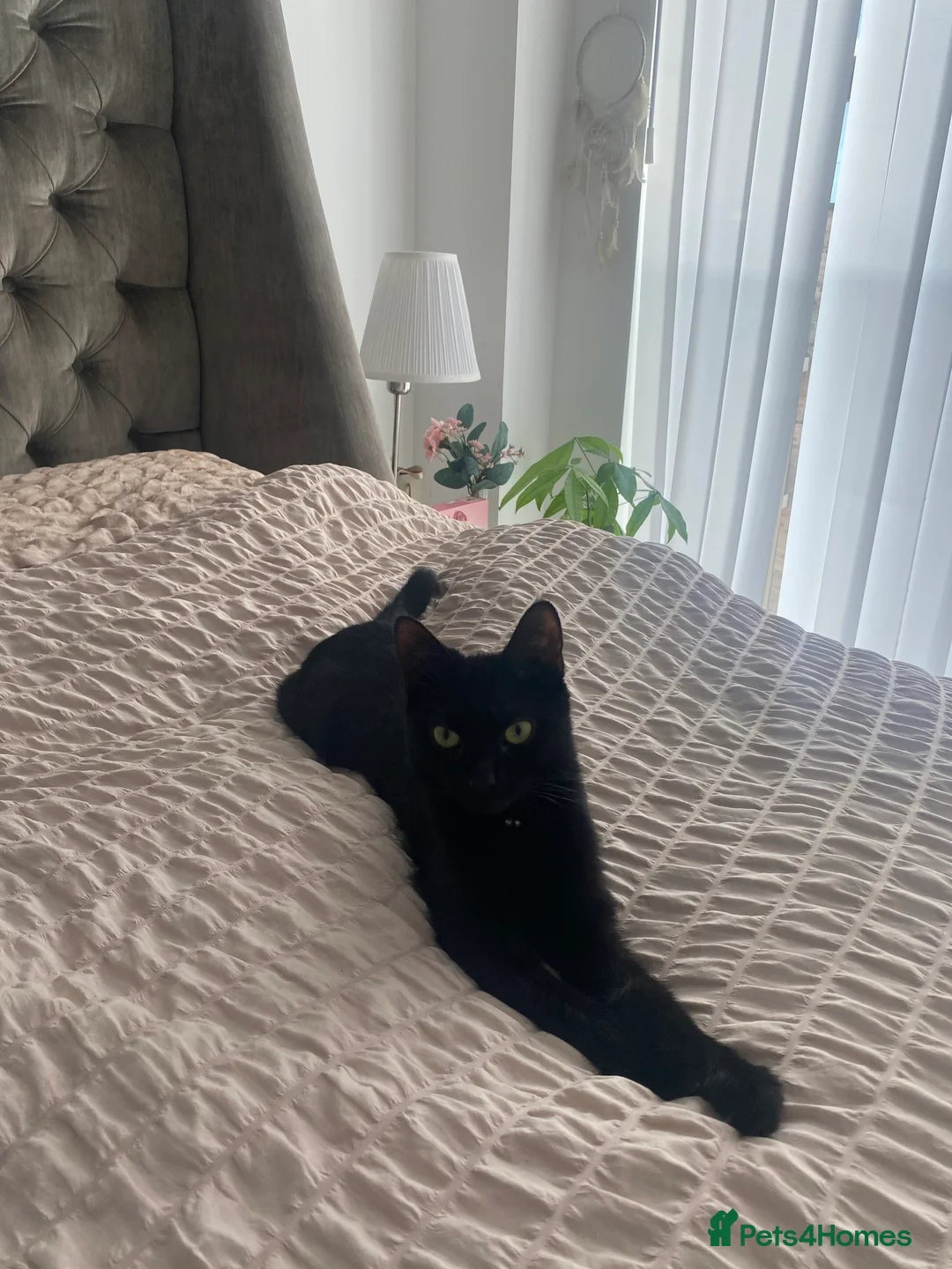 Bengal cats for sale: Black bengal kitten ready to go  - Advert 1