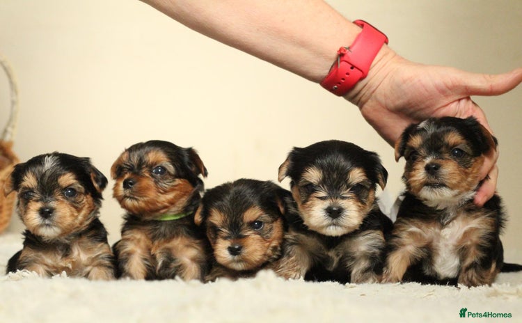 Yorkshire Terrier dogs - Advert 2