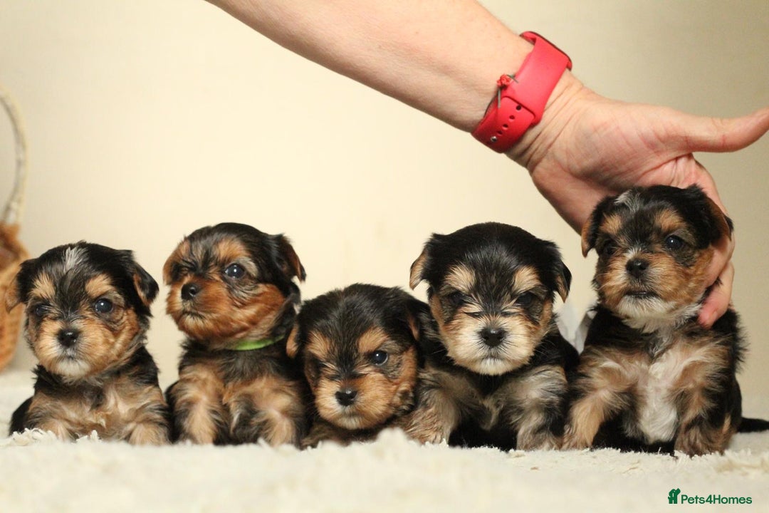 Yorkshire Terrier dogs for sale: Gorgeous Yorkshire puppies  - Image 1
