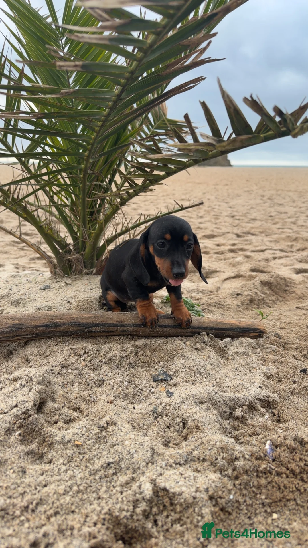 Dachshund dogs for sale: ✨ The Tiniest Little Sausages Are Finally Ready ✨ in Par - Advert 13