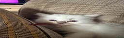 Ragdoll cats for sale: 5 Beautiful ragdoll kittens for sale  - Advert 6