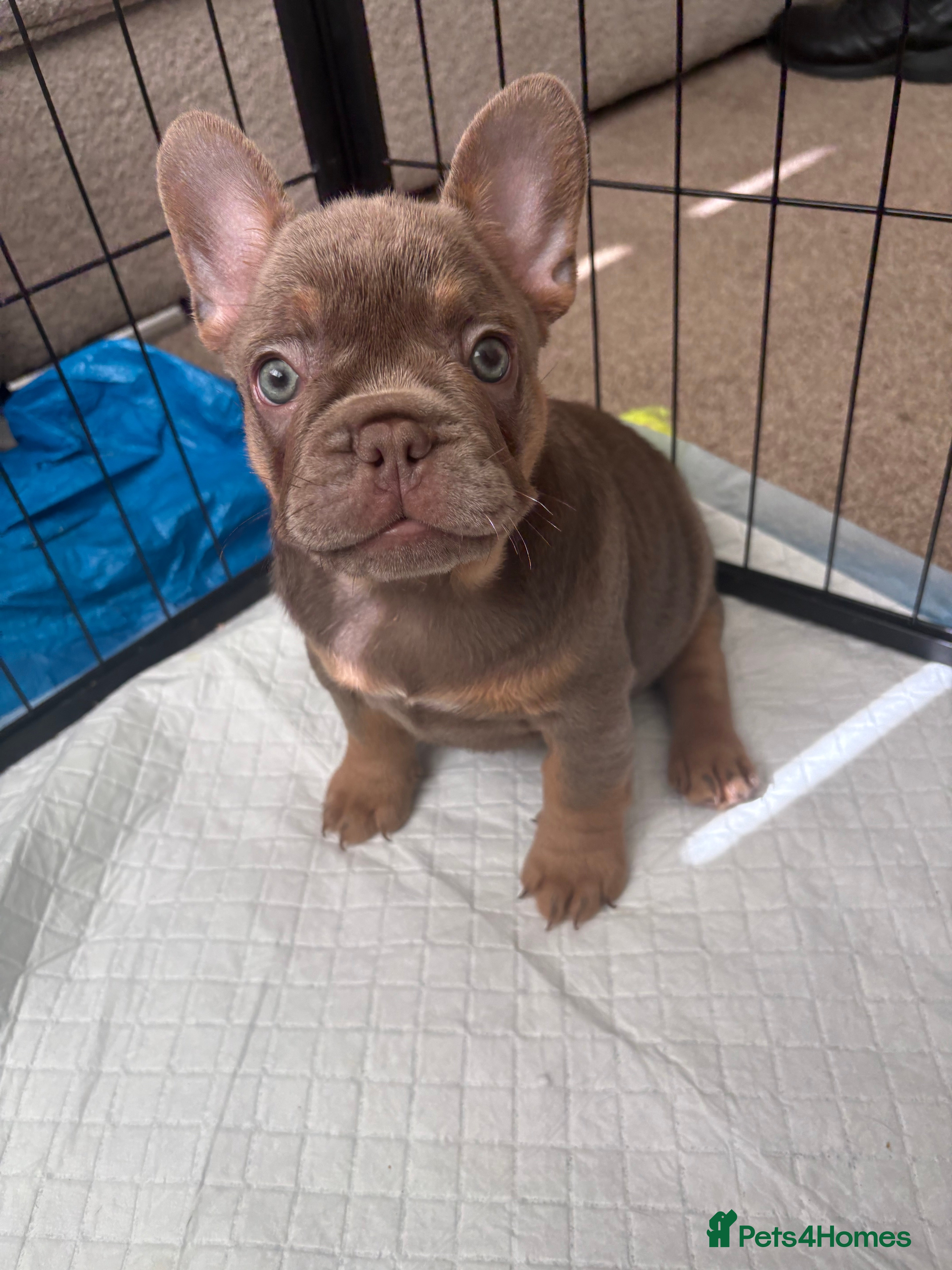 French Bulldog dogs MASSIVELY REDUCED!!READY TO LEAVE-french bulldogs - Advert 2
