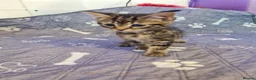 Mixed Breed cats for sale: Gorgeous kittens 2 long hair and 1 short  - Advert 17