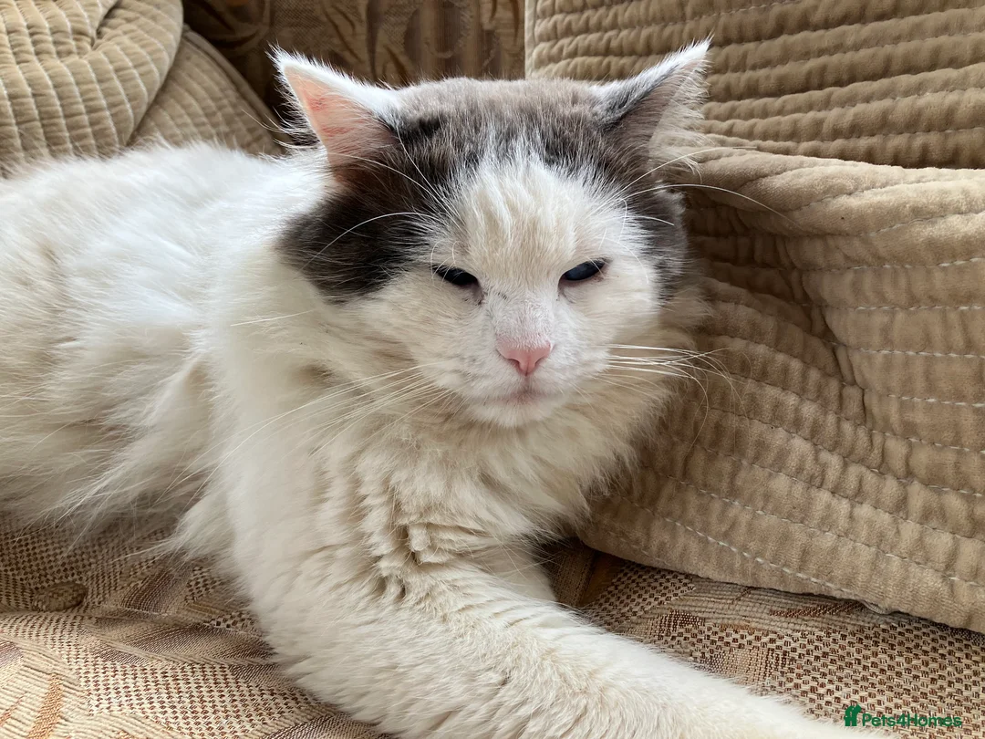 Ragdoll cats for stud: Stunning Blue Ragdoll Stud in Cullompton - Advert 5