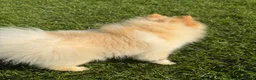 Pomeranian dogs for sale: Gorgeous Pomeranian  - Advert 9