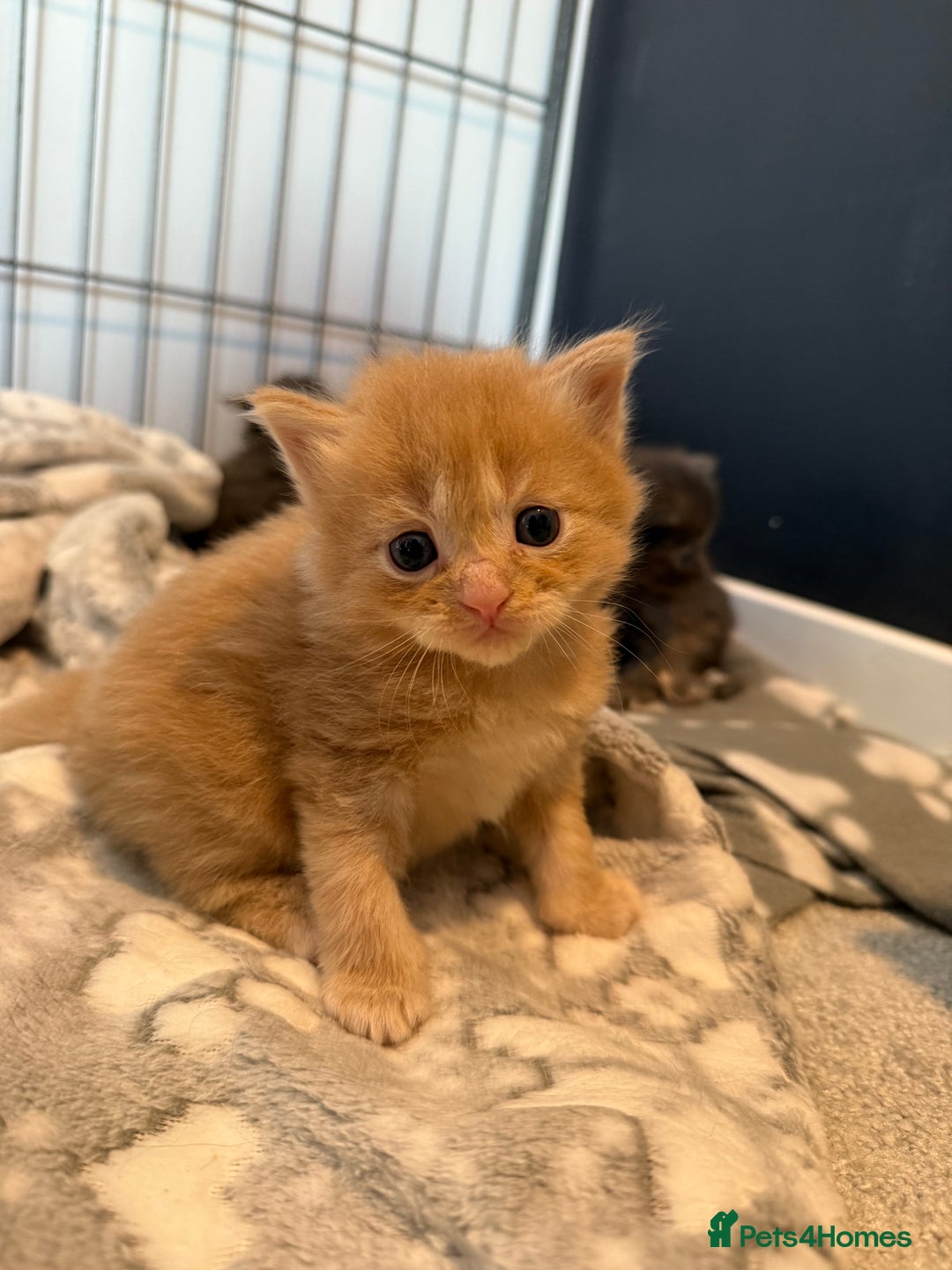 Mixed Breed cats for sale: Mainecoon X kittens - Advert 6