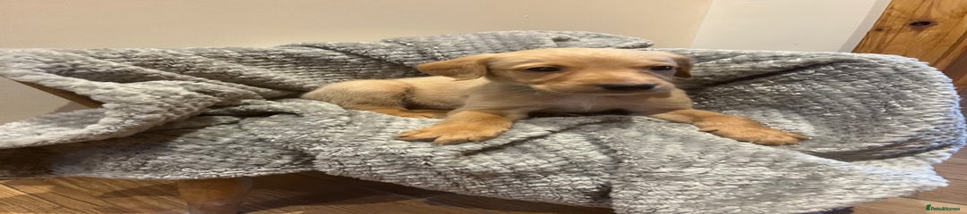 Goldador Puppy 7